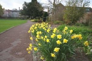Daffs-in-the-Priory