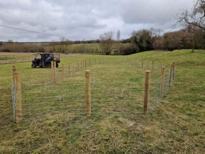 A field.  In the centre a post and wire fence surrounds newly planted trees